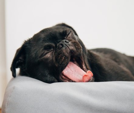 Activiteitencoach voor honden