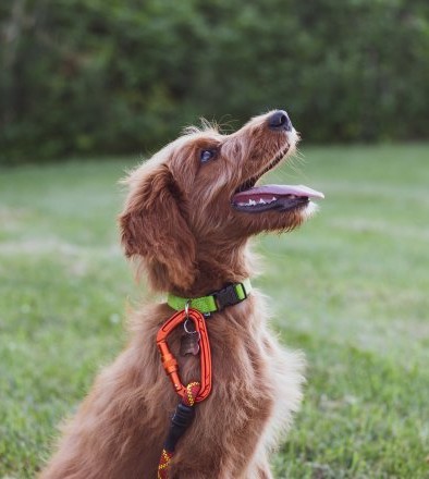 Privéles met je pup/volwassen hond